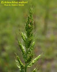 Image result for Echinochloa