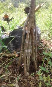 Mohon tonton hingga habis supaya anda semua. Rahsia Durian Berbuah Rendah Melalui Teknik Kaki Ganda Ramai Yang Tidak Tahu Kelebihannya Kartel Dakwah