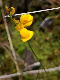 Image result for Utricularia  cornuta