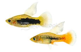 Image result for Platycaulos