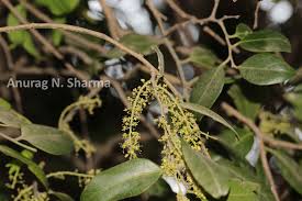 Image result for Opilia amentacea