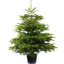 Christmas Trees Direct Are Proud To Present The Uk S Most Popular Real Live Christmas Tree The Potted Christmas Trees Live Christmas Trees Real Christmas Tree