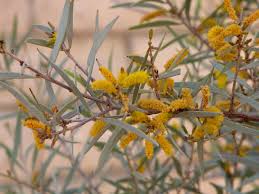 The bark is deeply furrowed in older trees. Acacias Plant Of The Month Water Use It Wisely