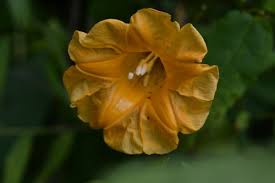 Image result for Ipomoea adenioides