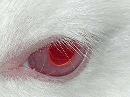 Gorgeous Albino Rabbit White Ruby Eyed Red Eye Rewred Eye Rew Ruby Eyed White Albino Rabbit Eye Gorgeous Rew Ruby Red Eyes Albino Rabbit Albino