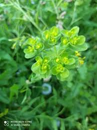 Image result for Euphorbia neopolycnemoides