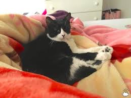 I Tried Everything To Stop My Cat From Peeing On My Bed Here S What Finally Worked Cat Pee Cats Stop Cats From Peeing