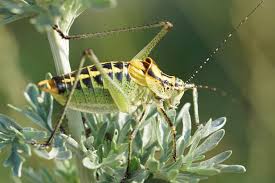 Image result for Ruspolia australis