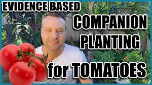 Edible ground cherries may not have the showy color of chinese lantern, but their husks enclose a foodie's delight. 14 Companion Plants For Tomatoes Evidence Based Youtube