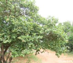 Image result for Grewia arborea