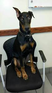 Doberman Dog If You Choose To Have Your Doberman S Ears Clipped There Is A Very Small Window For Having The Surge Doberman Dogs Doberman Pinscher Doberman