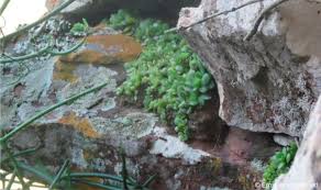 Image result for Alysicarpus zeyheri