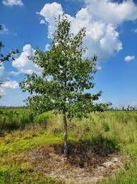 640 x 480 jpeg 122 кб. Sawtooth Oak A Good But Not Perfect Tree For Landowners And Wildlife Managers Panhandle Agriculture