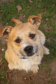 Berkeley Animal Center