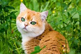 Check spelling or type a new query. 8 Orange Cat Breeds Every Tabby Lover Should Know About Daily Paws