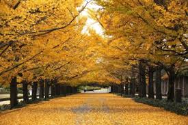 「国営昭和記念公園　画像　無料」の画像検索結果