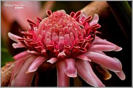 Image result for Agelanthus fuellebornii