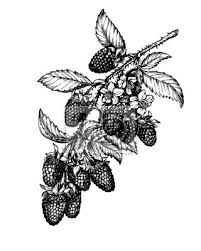 Zeichnen Sie Den Zweig Der Reifen Boysenbeere Tayberry Hybride Leinwandbilder Bilder Dewberry Medicative Hybrid Myloview De