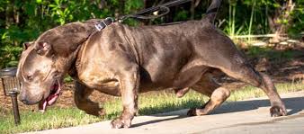 Purchase now at $600 each and $1100 for two plus free shipping. Best Bully Breeder Xl Bullies For Sale