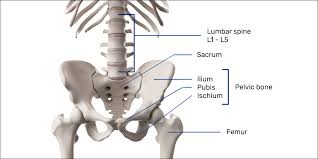 Your lower back (lumbar spine) is the anatomic region between your lowest rib and the upper part of the buttock.1 your spine in this region has a natural your lower back contains 5 vertebral bones stacked above each other with intervertebral discs in between. Lower Back Pain From Gaming Simplified Esports Healthcare