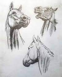 Comment dessiner un cheval Archives - Apprendre la peinture avec Elena  Kuznetsova !