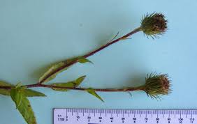 Image result for Vernonia melleri