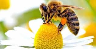 Oncelikle Buyuye Dair Ne Yapilmali Kisa Bir Bilgi Verelim Yazimi Altinda Uzerinizde Buyu Olduguna Dair 5 Isaretten Bahsettik Peygamb Bee Honey Bee Wild Bees