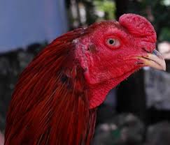 Antoni putra martadipura melatih fisik ayam aduan youtube : Ayam Bangkok F1 Olx