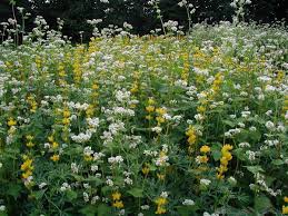 Image result for Fagopyrum snowdenii