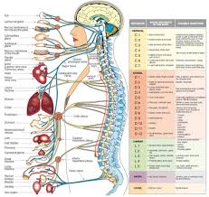 It is primarily consisting of the large and round brain case above and the upper and lower jaws. Pin On Health Physiotherapy Physical Therapy