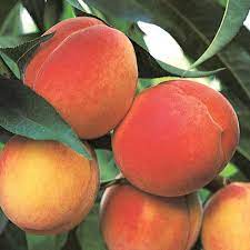 Needs average water during the growing season and more during times of drought. 4 5 Loring Peach Tree New Live Healthy Trees Fruit Garden Plant Home Peaches Trees Home Garden Worldenergy Ae