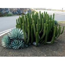'monstrosus' also known as the curiosity plant or monstrose apple cactus, this variety is a mutant variety of the classic that grows a bit shorter, but produces quite thick stems and huge. Peruvian Apple Cactus Seeds Cereus Peruvianus Price 1 95