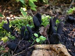Image result for Xylaria polymorpha