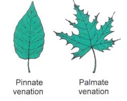 Image result for leaf margin entire