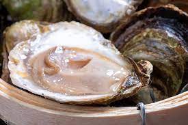 Ostra Plana Europeia Fresca Crua Cultivada Na Bretanha Na Franca Ribeirinha Imagem De Stock Imagem De Escudo Preto 206340679