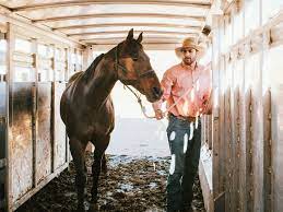 Training A Two Or Three Year Old Horse
