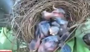 Tak hanya serat nanas, serat atau sabut kelapa juga kerap dijadikan sebagai bahan sarang burung kenari. Takjub Kawanan Gajah Hancurkan Kebun Pisang Sisakan 1 Pohon Yang Ada Sarang Burung