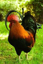Country Life Fancy Chickens Pet Chickens Chickens Backyard