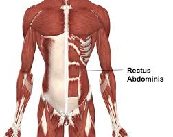 The superior surface is unique in that it is marked by two grooves that allow. Muscles Advanced Anatomy 2nd Ed