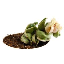 (0 reviews) write a review. Hoya Compacta Variegated Hindu Rope Thebaghstore Online Indoor Plants Nursery