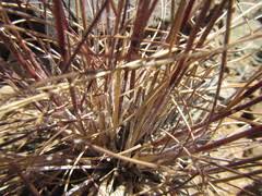 Image result for Aristida diffusa