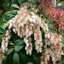 Like most pieris, 'flaming silver' blooms in late april with an abundance of white flowers borne on drooping stems at branch ends. Pieris Japonica Wikipedia