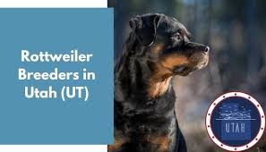 Avia comes from the best bloodlines from germany and all of. 7 Rottweiler Breeders In Utah Ut Rottweiler Puppies For Sale Animalfate