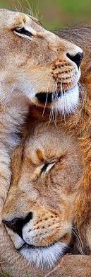 Mein Susser Schmuser 3 3 3ich Habe Gerade Deine Lieder Ubersetzt Hase 3 3 3ich Hore Immer Auf Mein Herz 3 3 3deshalb Animals Beautiful Animals Wild Lion Love