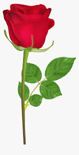 We did not find results for: Happy Birthday Rose Gif Clipart Png Download Single Rose Flower Hd Transparent Png Transparent Png Image Pngitem