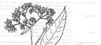 Image result for Vernonia auriculifera