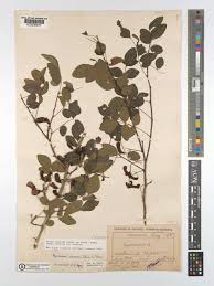 Image result for Rourea coccinea