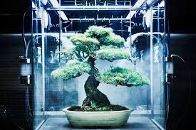 L Artista Azuma Makoto Ha Inventato La Serra Futuristica Tachiko Artbooms Bonsai Ikebana Botanica