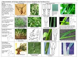 Identify Your Pasture Grasses On Pasture