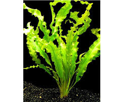 Image result for Aponogeton